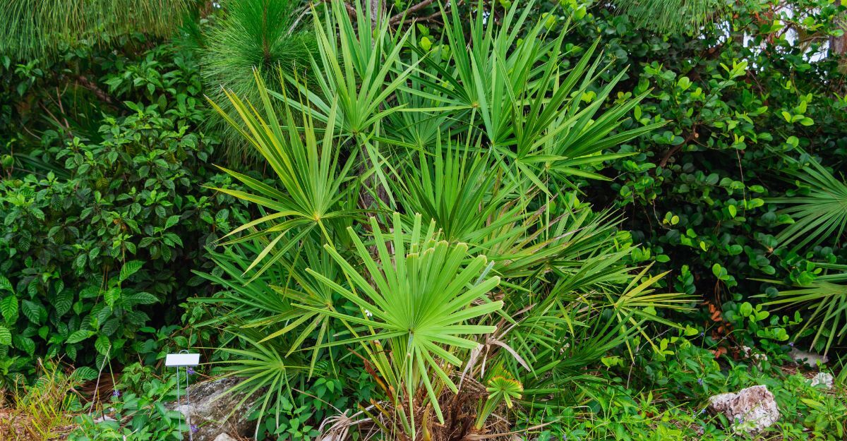 Una pianta di serenoa repens.