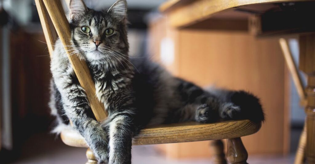 Un gatto appoggiato ad una sedia