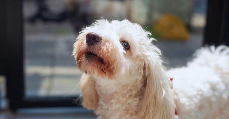 Primo piano di un barboncino con il muso all'insù che guarda qualcosa o qualcuno