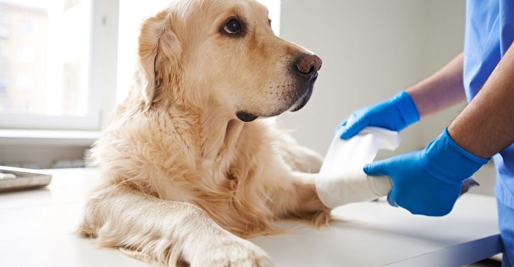 Un cane dal veterinario con la zampa fasciata