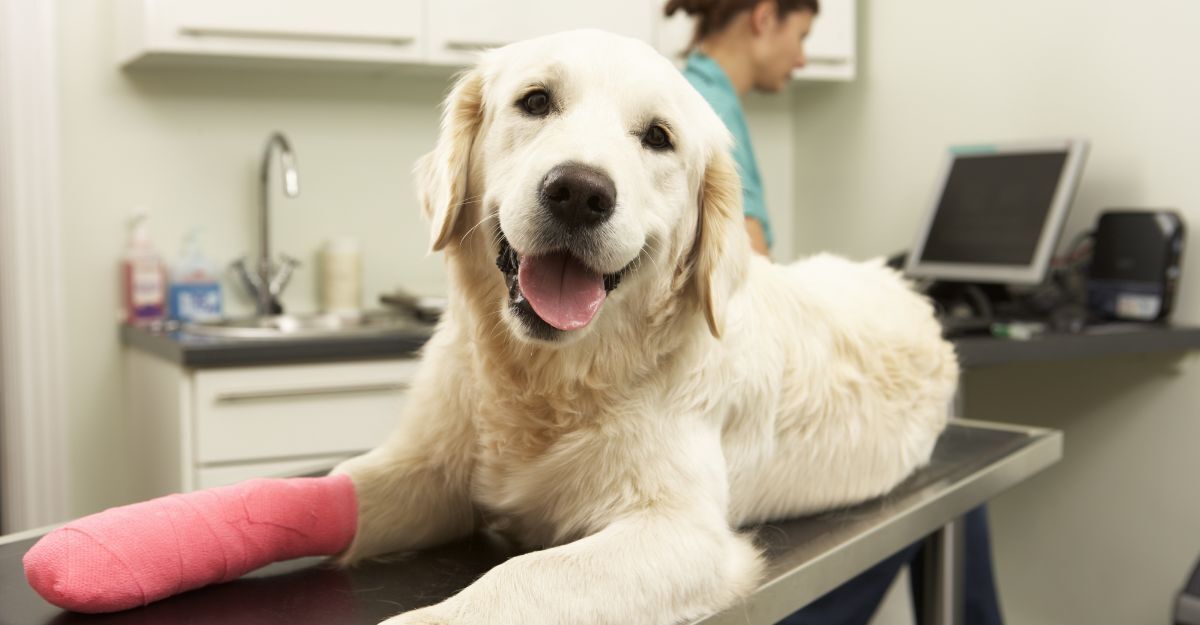 Un cane dal veterinario con la zampa fasciata