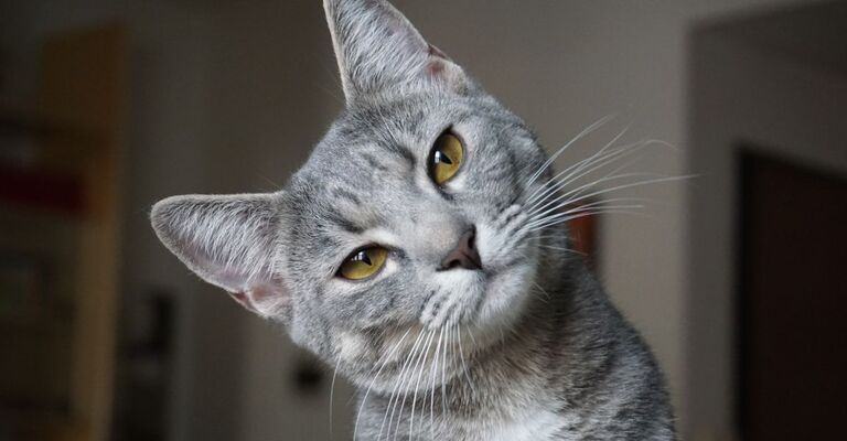 gatto grigio guarda in camera