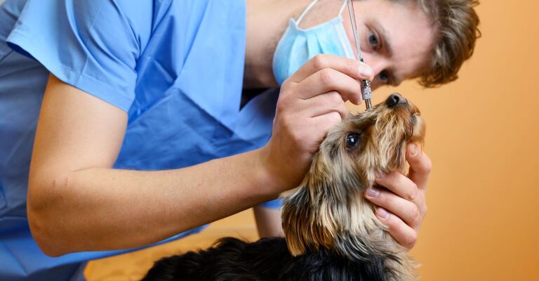 Un veterinario guarda l'occhio a un cane.