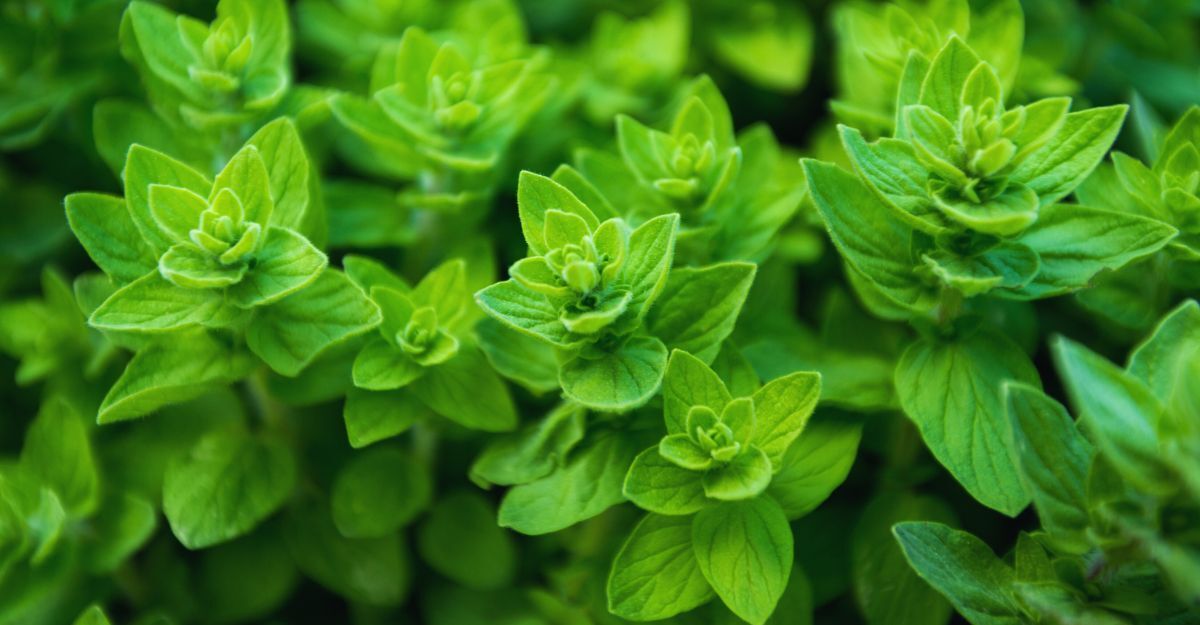 Piantine di origano fresco.