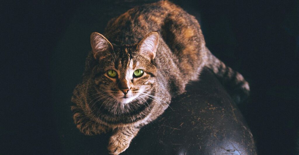 Gatto dal manto arancio e nero con intensi occhi verdi che guarda in camera