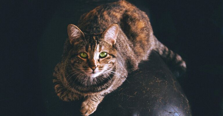 Emobartonellosi nel gatto: quali sono le cause e come curare l'anemia infettiva felina Gatto dal manto arancio e nero con intensi occhi verdi che guarda in camera