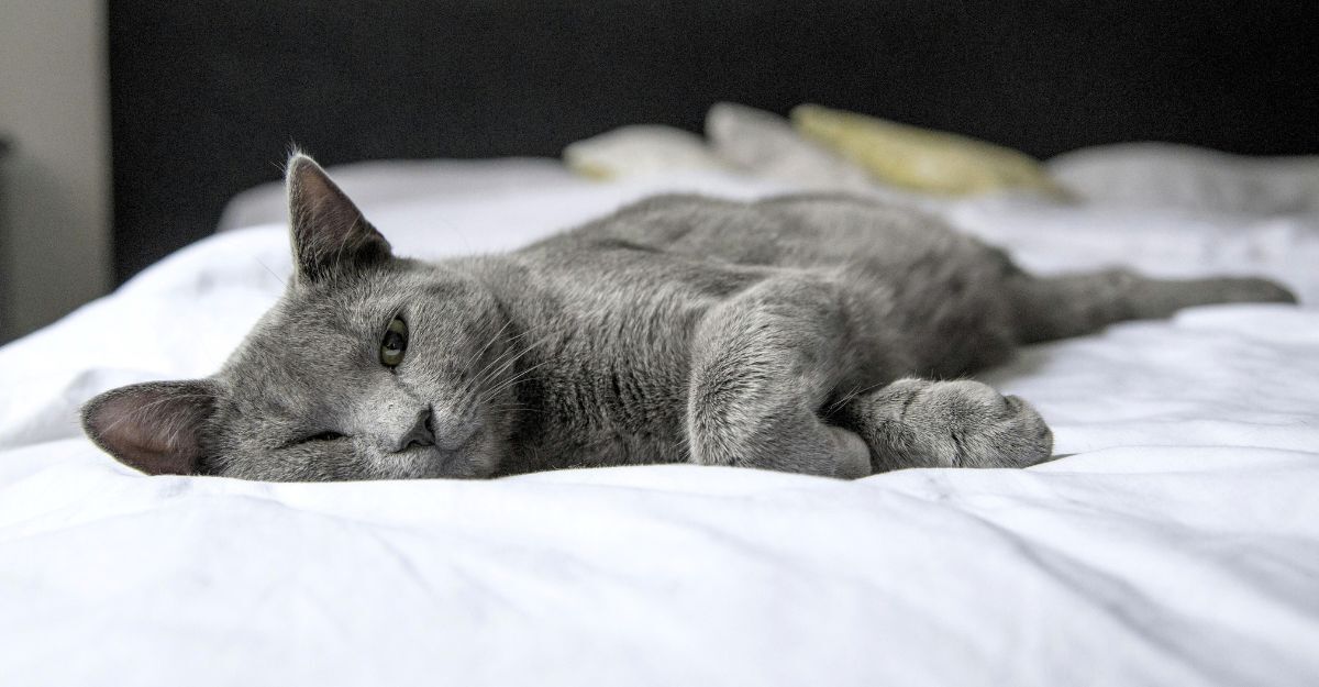 Gatto dal manto grigio sdraiato sul letto che guarda in camera con un occhio chiuso mentre sta riposando