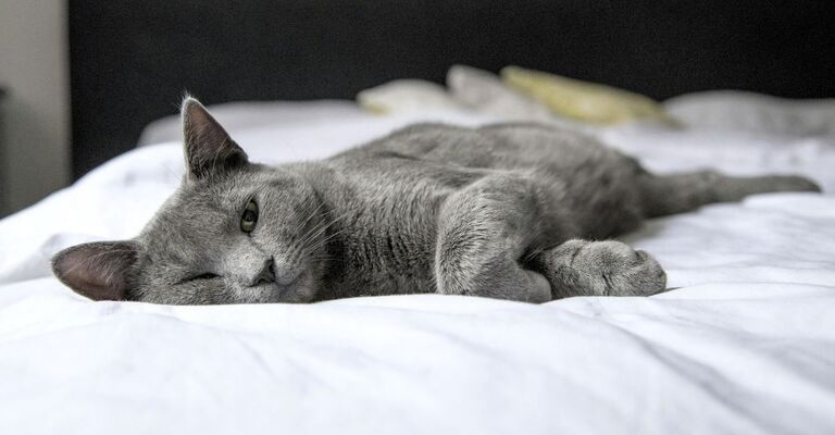 Tumore della pelle nel gatto: guida completa a sintomi, diagnosi e cura Gatto dal manto grigio sdraiato sul letto che guarda in camera con un occhio chiuso mentre sta riposando