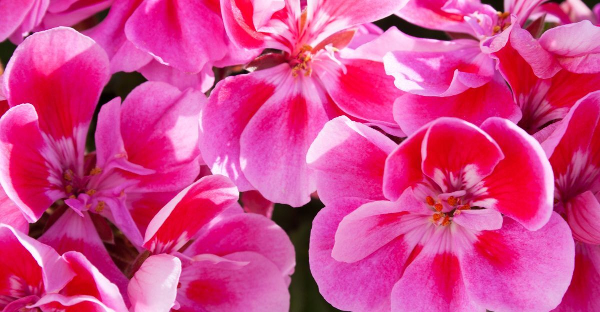 Fiori di geranio rosa (Pelargonium graveolens) con petali vivaci rosa e bianchi, tipici della pianta da cui si ricava l’olio essenziale.