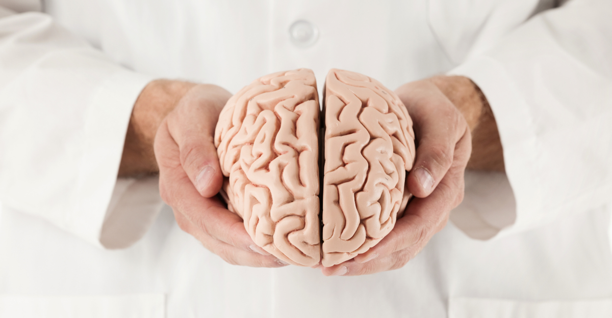Un medico tiene in mano un modellino anatomico del cervello.