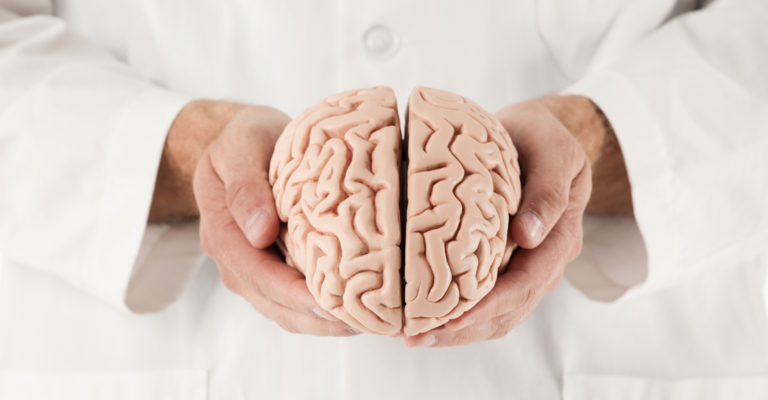 Un medico tiene in mano un modellino anatomico del cervello.
