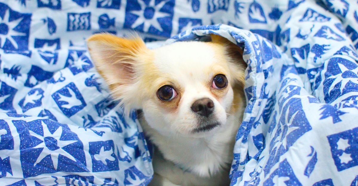 Chihuahua di colore panna chiaro che sbuca dal piumone con una fantasia bianca e blu