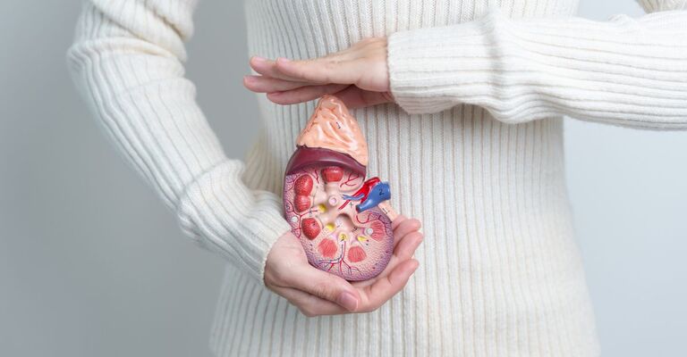 Una donna tiene  in mano un modellino anatomico delle ghiandole surrenali.