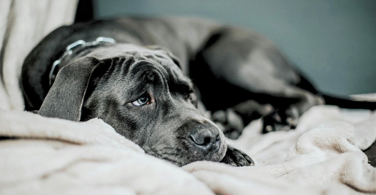 Primo piano di un cane nero con gli occhi tristi che è seduto su una coperta bianca