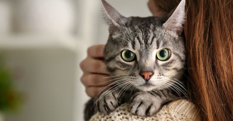 Gastrite gatto Un gatto