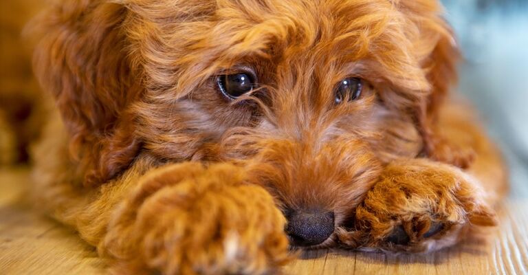 Leptospirosi nel cane cane ramato con lo sguardo triste