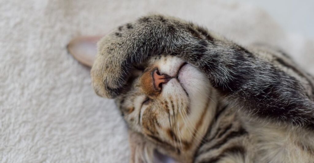 gatto si copre gli occhi con una zampetta