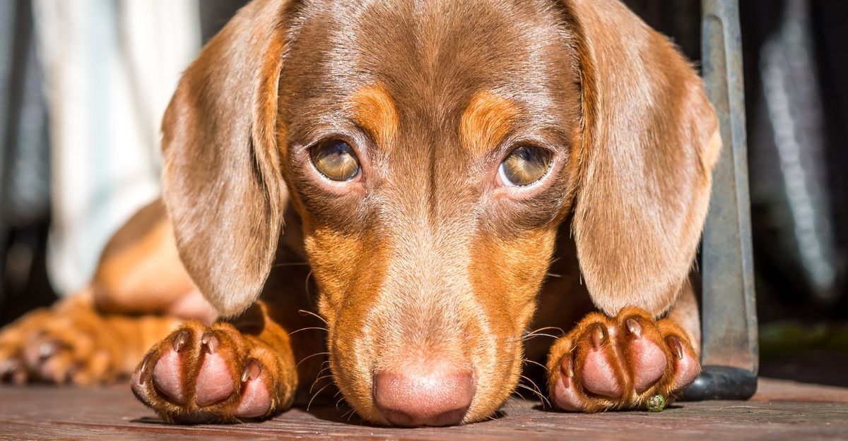 Primo piano di un cane marrone chiaro e scuro sdraiato con le zampe in avanti.