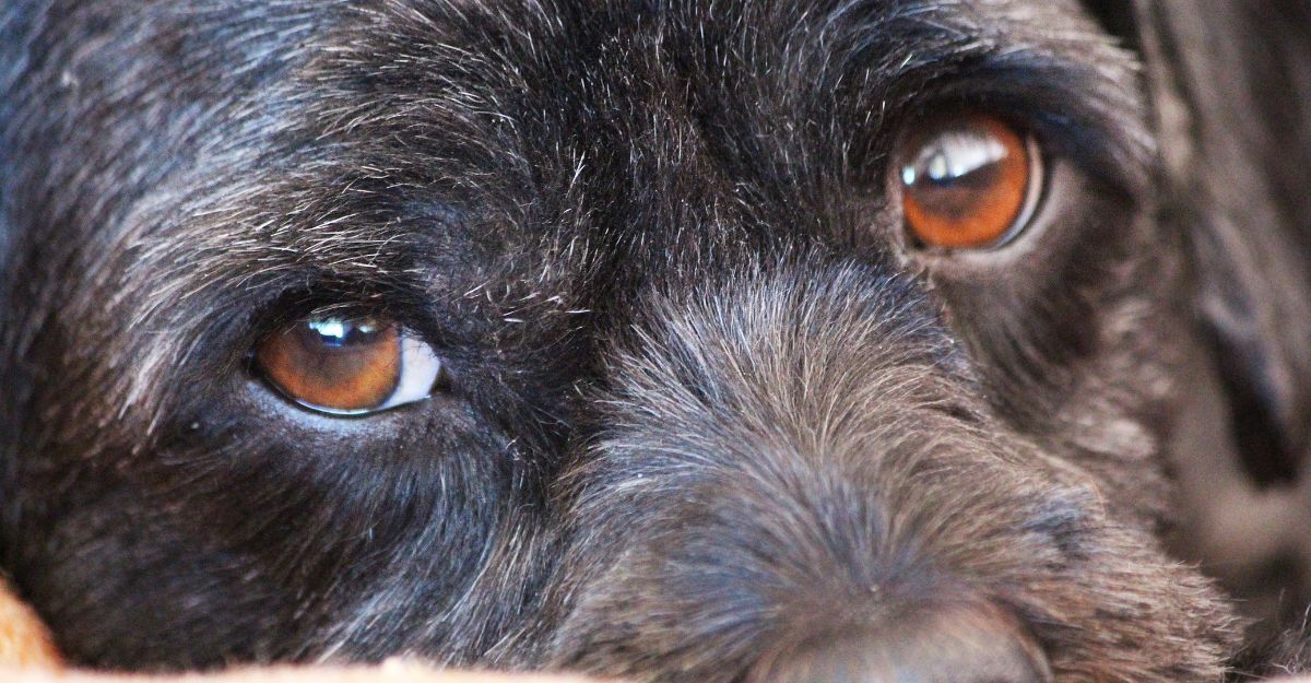 Primo piano del muso di un cane nero, con occhi marroni e peli grigi sulla fronte.