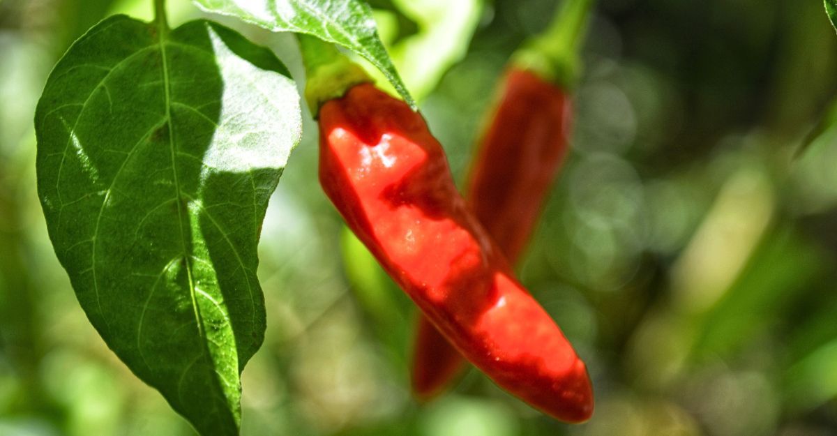 Una pianta di peperoni corno rosso