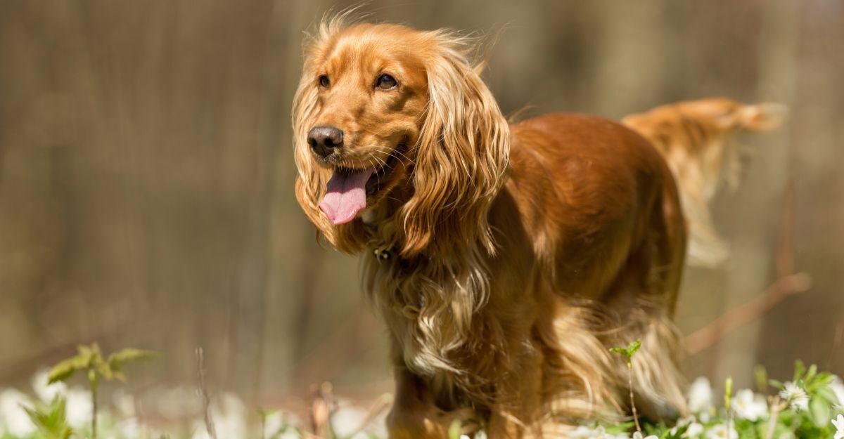 Un cane di razza Cocker Spaniel inglese color oro è in piedi in un campo con dei piccoli fiori bianchi. Ha la lingua leggermente di fuori ed è in un ambiente esterno e soleggiato.