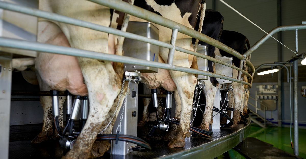 Mucche che producono latte in un allevamento intensivo.