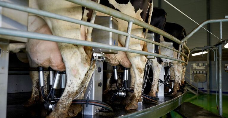 Mucche che producono latte in un allevamento intensivo.