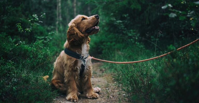 Un cane al guinzaglio in mezzo ad un bosco