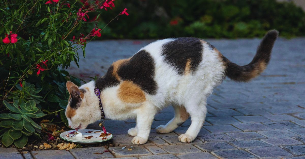 Primo piano di un gatto a tre colori che mangia da una ciotola in giardino