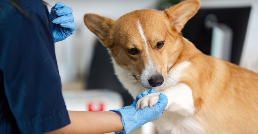 Veterinario in guanti blu tiene la zampa di un cane Corgi.
