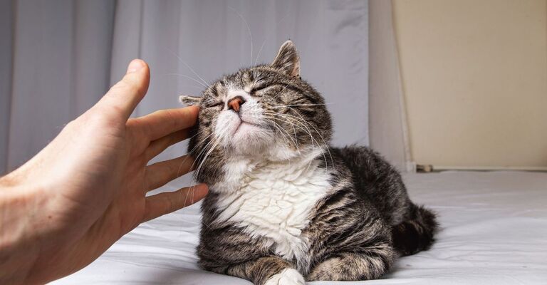 Mano che accarezza un gatto tigrato sdraiato con gli occhi socchiusi.