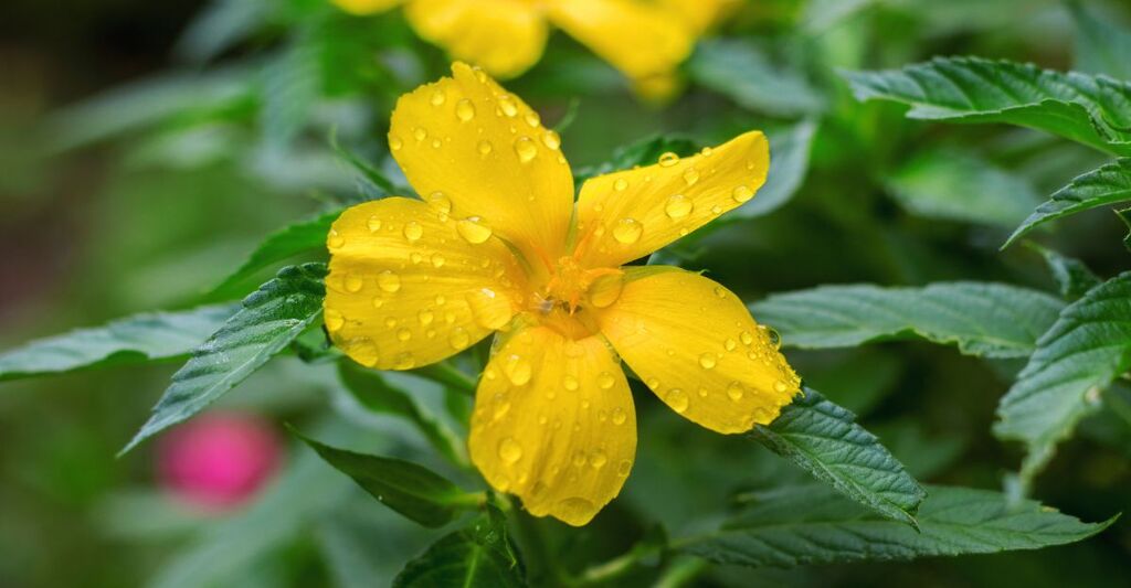 Una pianta di damiana.