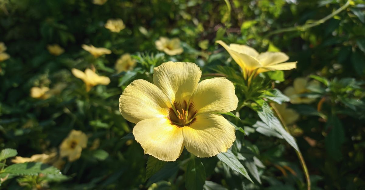 Pianta di damiana con fiore.
