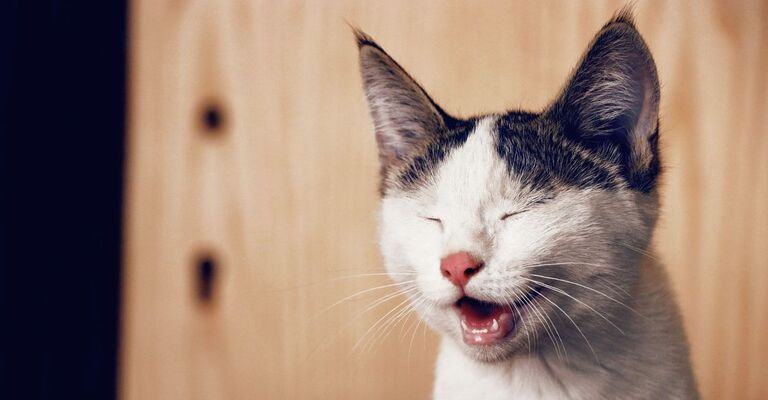 Primo piano di un gatto con occhi chiusi e bocchi aperta