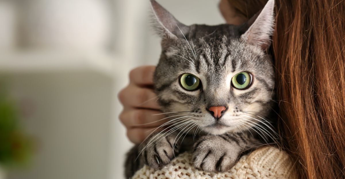 Gatto grigio-tigrato con occhi verdi in braccio al padrone.