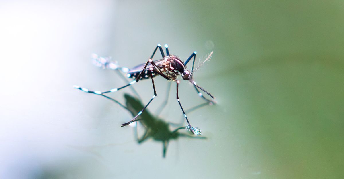 Una zanzara.