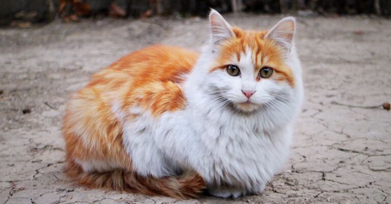 Gatto diabetico Un gatto diabetico.