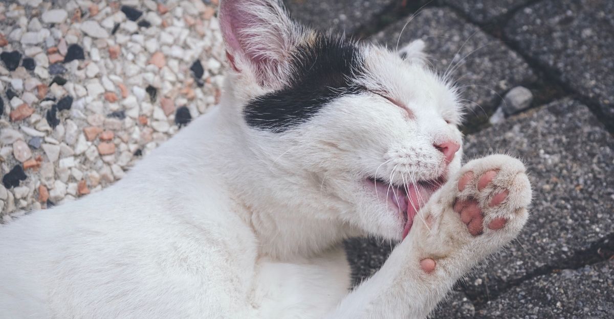 Un gatto diabetico che si lecca la zampa.