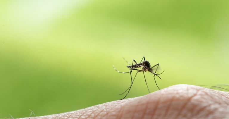 Una zanzara