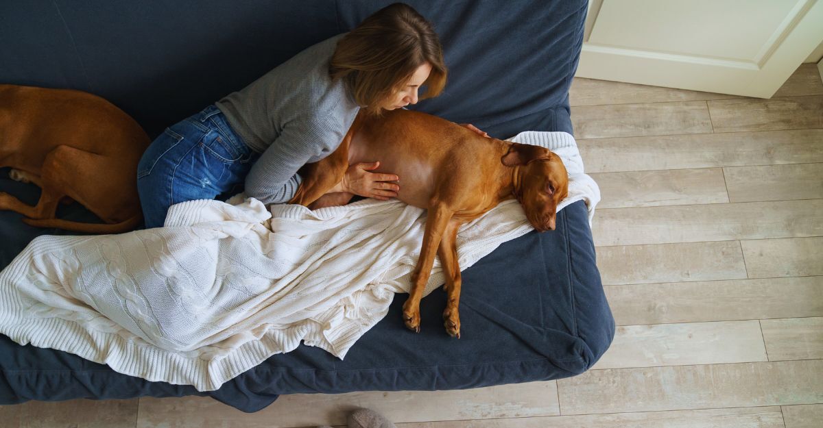 Cosa succede se il cane ingerisce veleno per topi? Ecco cosa sapere Donna che tocca delicatamente la pancia del cane sdraiato sul divano in soggiorno a casa. Soffre di indigestione, intossicazione alimentare, infezioni o virus