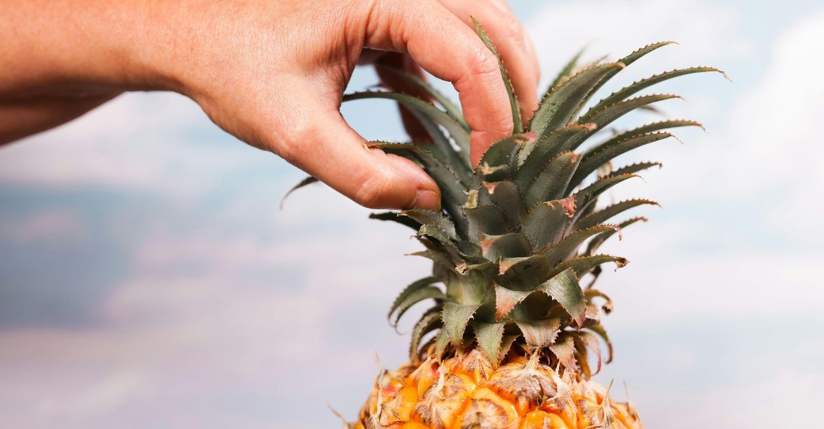 Una mano che tiene le foglie di un ananas