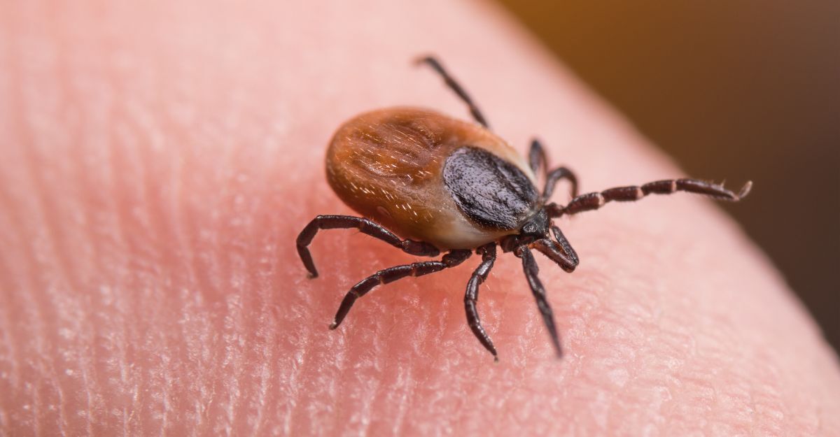 Una zecca potenziale vettore di sindrome di Alpha-gal.