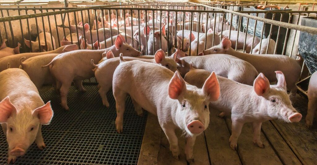 Primo piano di suini in numero estremamente elevato all'interno di un allevamento intensivo