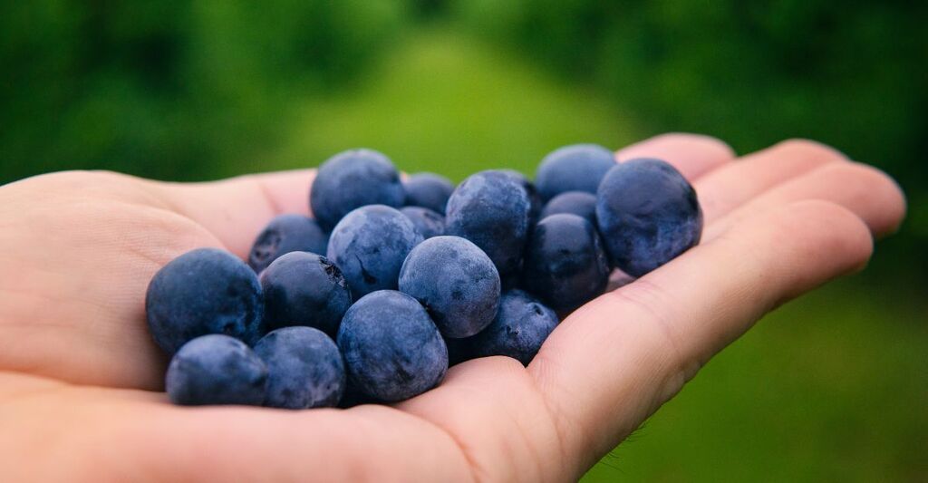 Una mano che tiene dei mirtilli