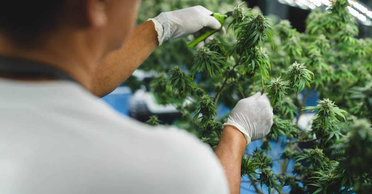 Persona con guanti bianchi che pota piante di cannabis indoor con delle cesoie