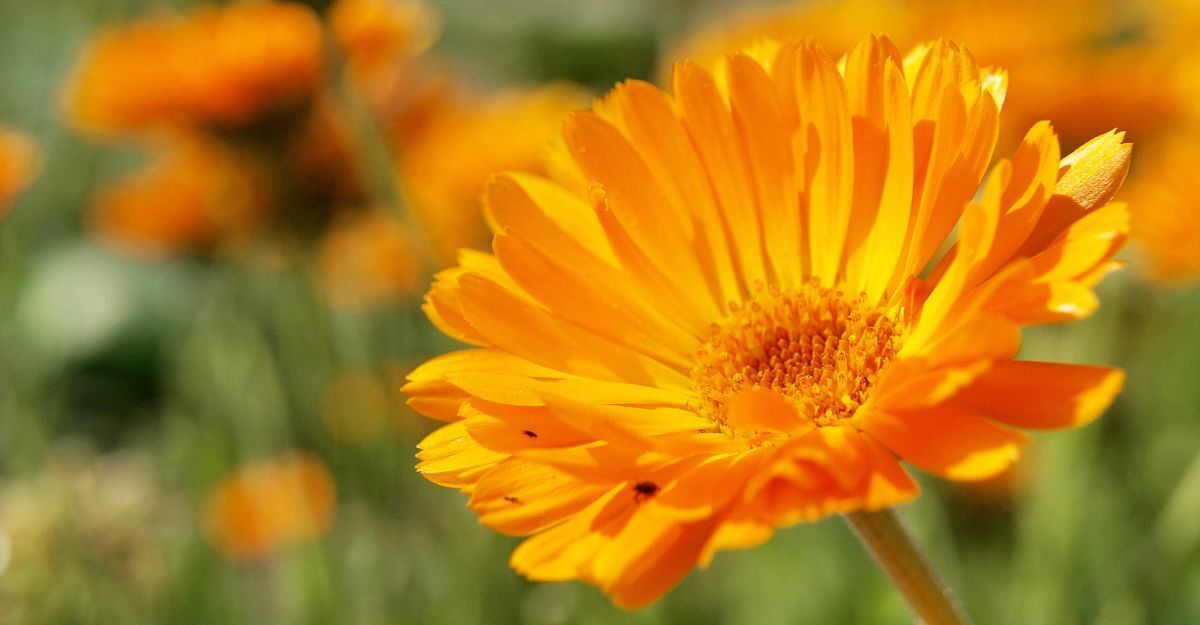 fiore_di_calendula