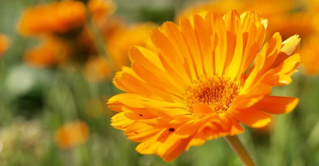 fiore_di_calendula