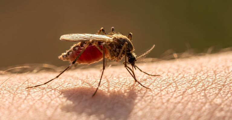 Una zanzara
