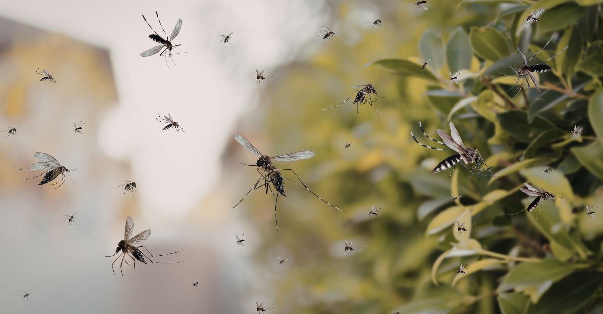 Uno sciame di zanzare