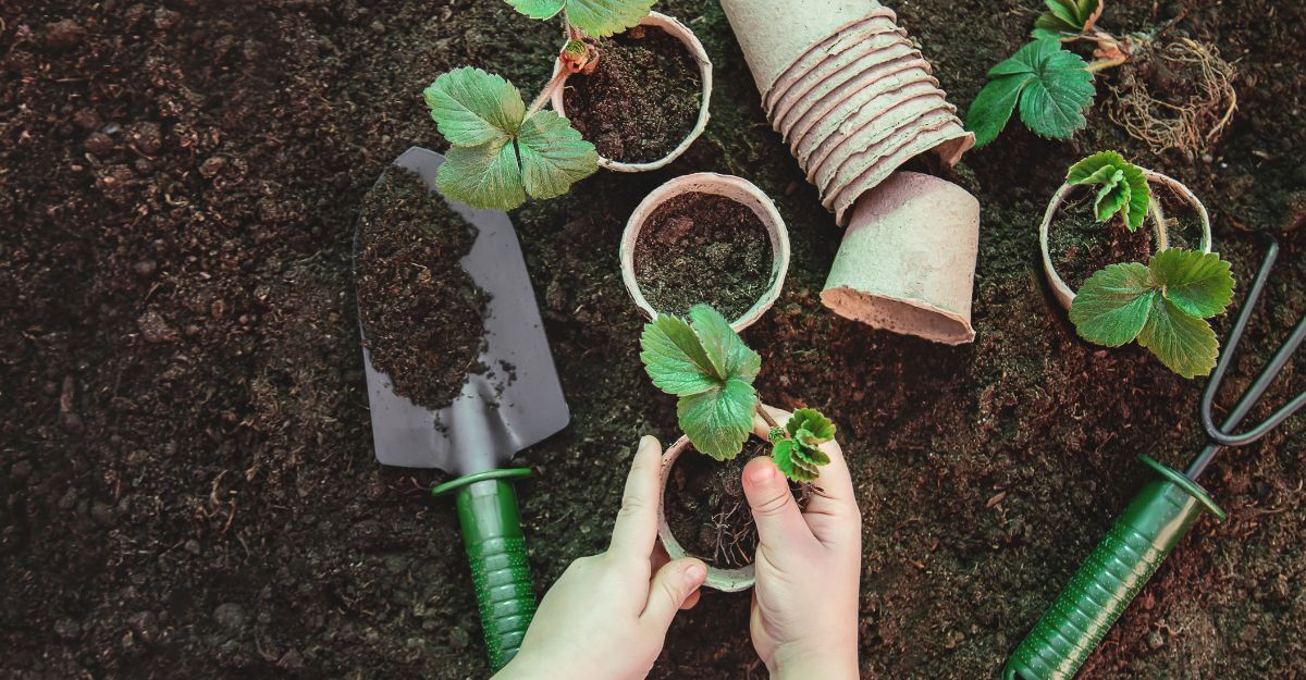 mani di persona fanno giardinaggio